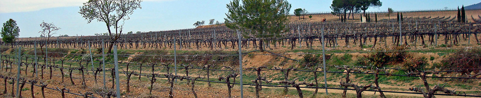 Animo Valencia - Visite d'une cave à vin